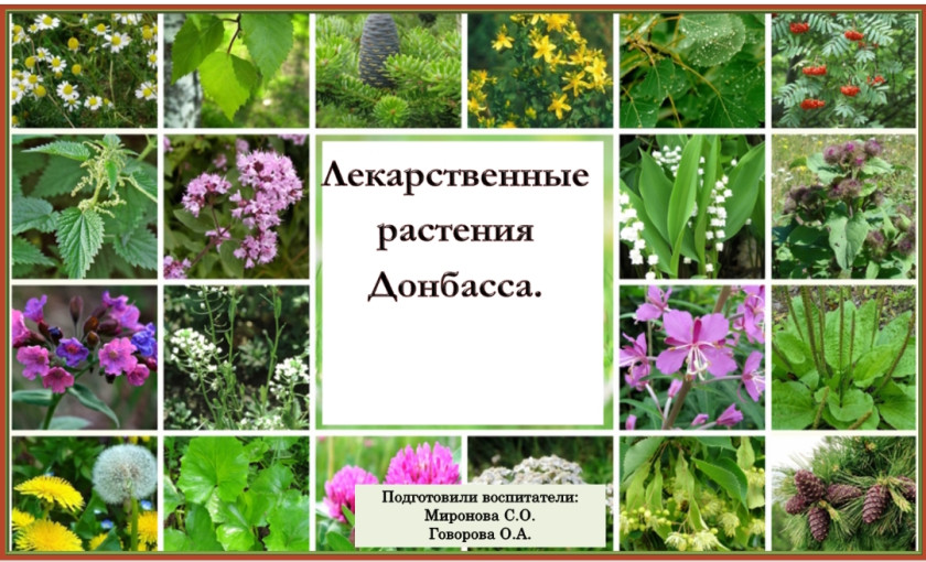 🌿Виртуальный фотоальбом "Лекарственные растения Донбасса"🌿 🌿Виртуальный фотоальбом "Лекарственные растения Донбасса"🌿.